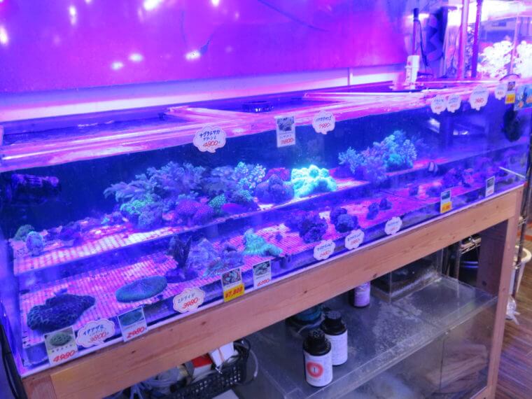 Aqua Jewelry マーサ