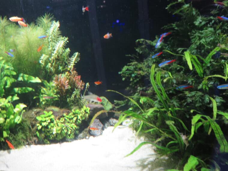 Aqua Jewelry マーサ