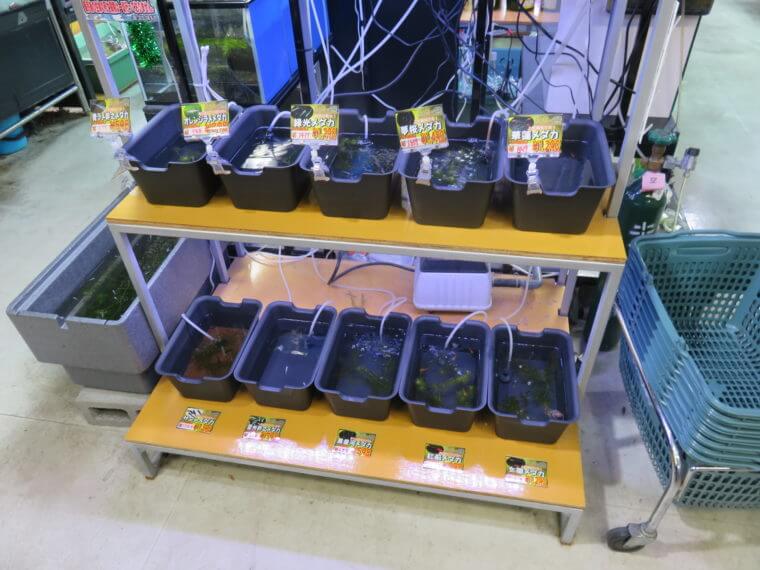 ひごペットフレンドリー京都店