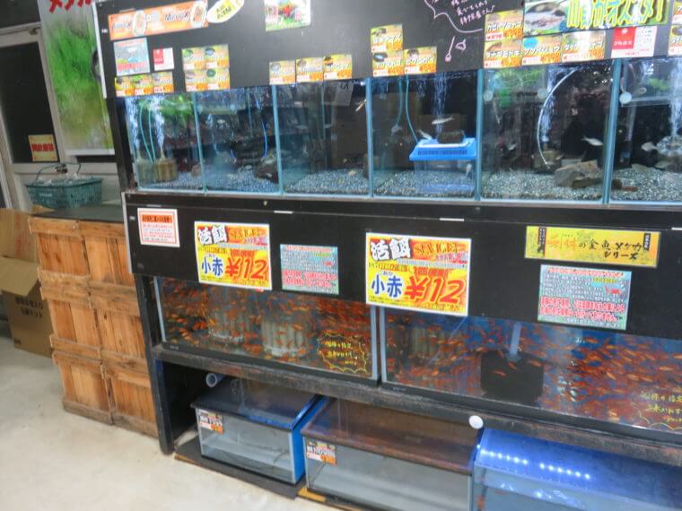 ひごペットフレンドリー京都店