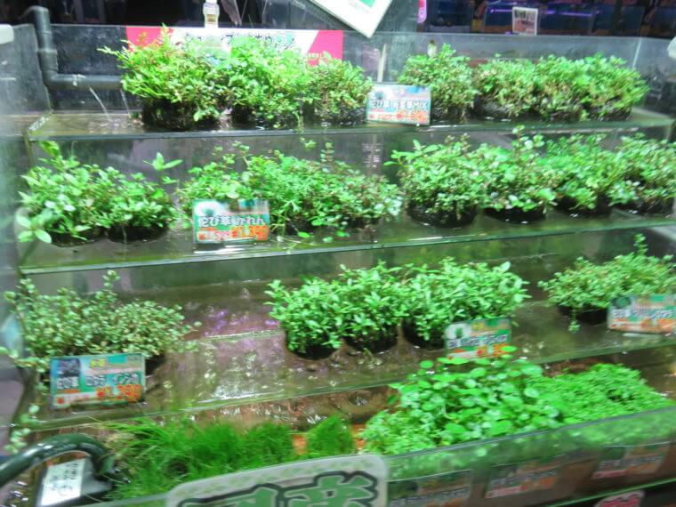 ひごペットフレンドリー京都店