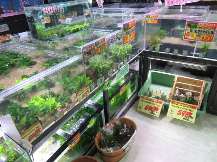 ひごペットフレンドリー京都店