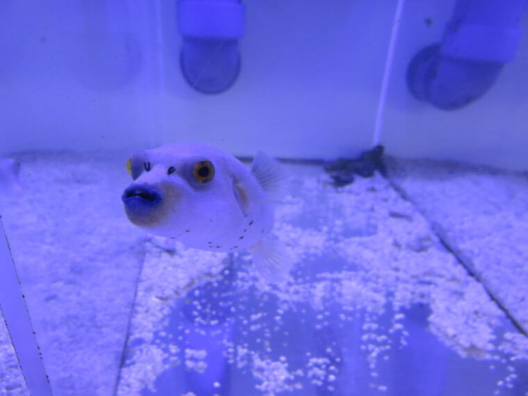 ひごペットフレンドリー京都店