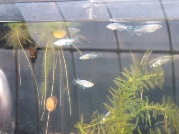 うなとろふぁ～む