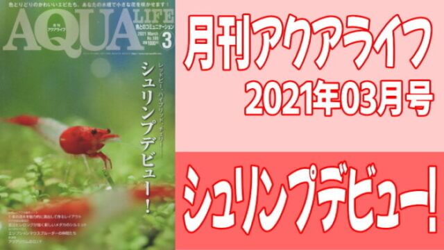 月刊アクアライフ2021年02月号「シュリンプデビュー!」