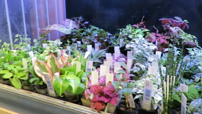 チャーム恵比寿店