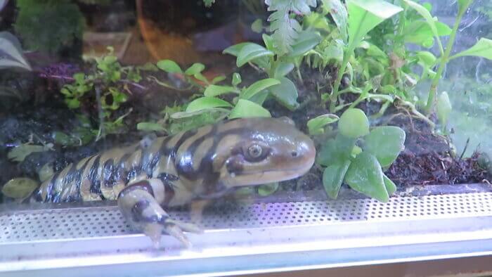 チャーム恵比寿店