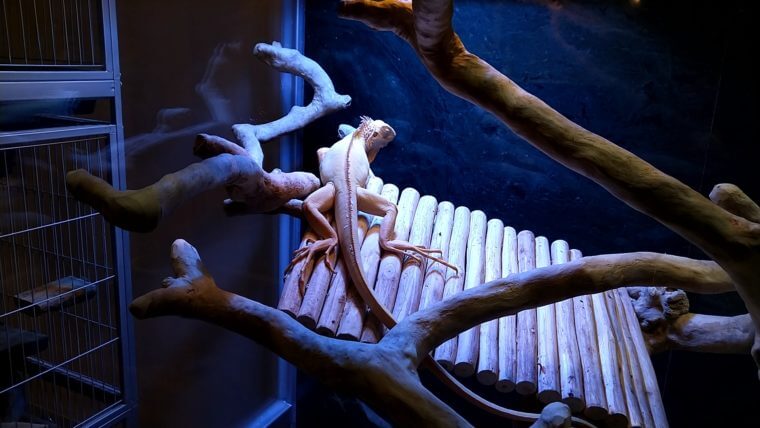 チャーム恵比寿店