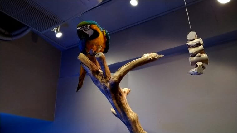 チャーム恵比寿店