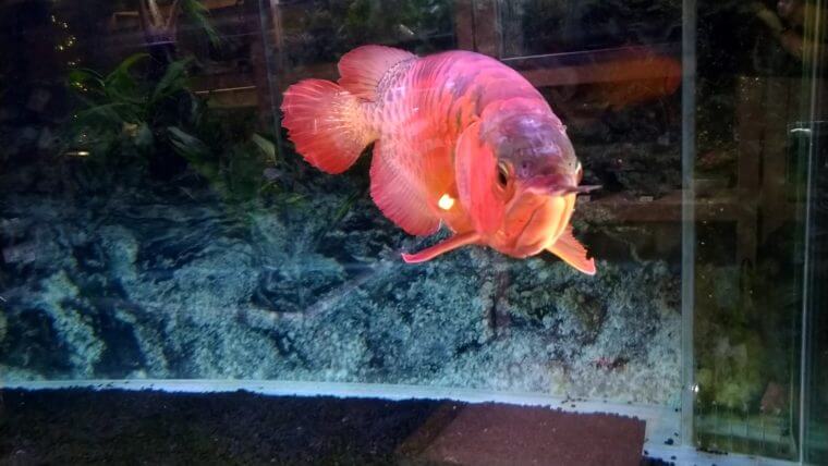 チャーム恵比寿店