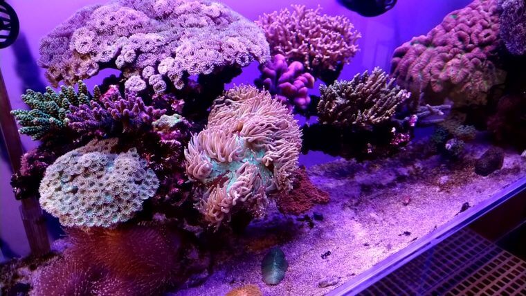 チャーム恵比寿店