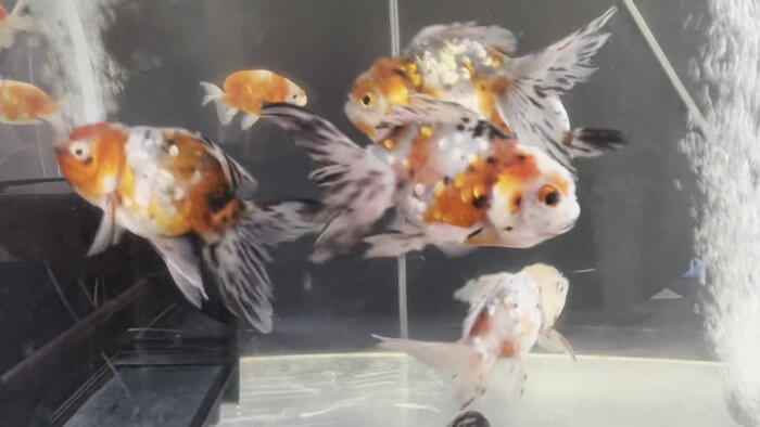 金魚屋あいこ 神奈川県横浜市神奈川区