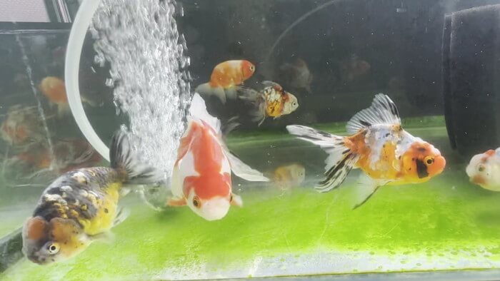 金魚屋あいこ 神奈川県横浜市神奈川区