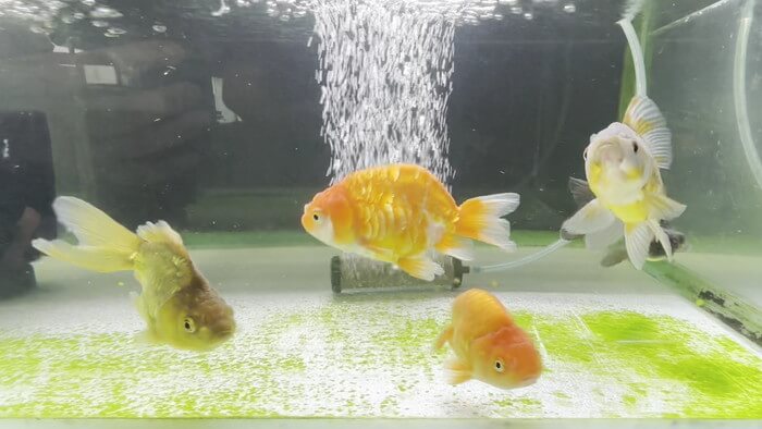 金魚屋あいこ 神奈川県横浜市神奈川区