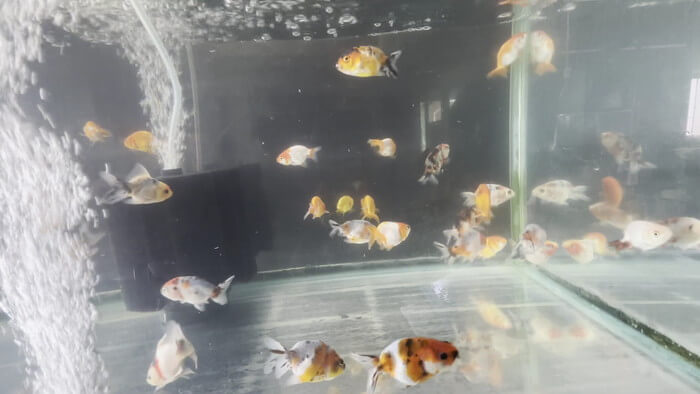 金魚屋あいこ 神奈川県横浜市神奈川区