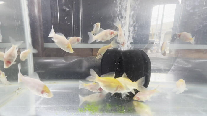 金魚屋あいこ 神奈川県横浜市神奈川区