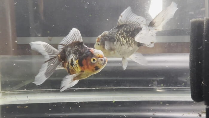 金魚屋あいこ 神奈川県横浜市神奈川区