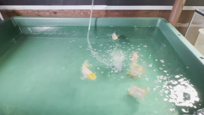 金魚屋あいこ 神奈川県横浜市神奈川区