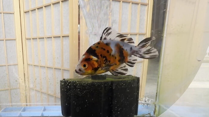 金魚屋あいこ 神奈川県横浜市神奈川区