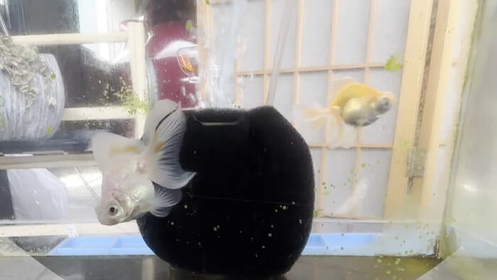 金魚屋あいこ 神奈川県横浜市神奈川区