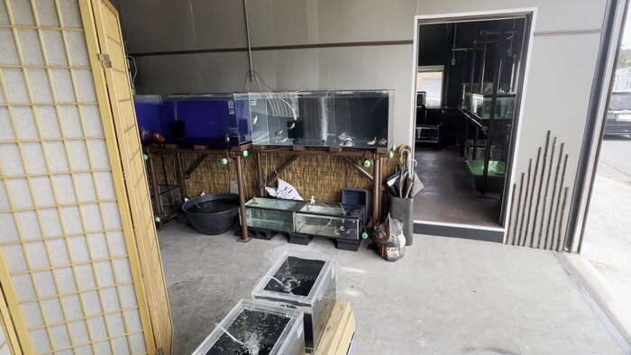 金魚屋あいこ 神奈川県横浜市神奈川区