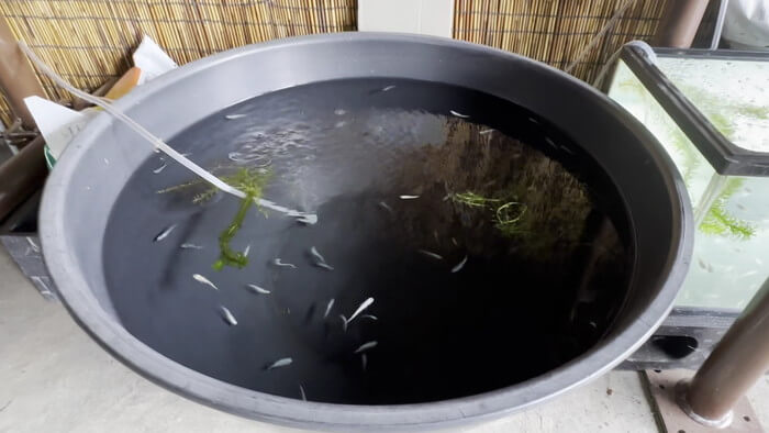 金魚屋あいこ 神奈川県横浜市神奈川区