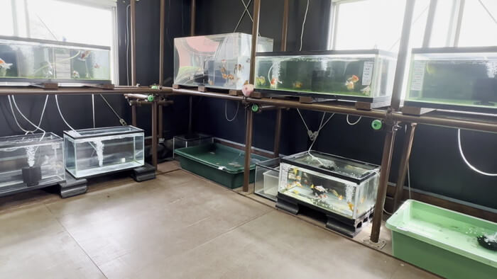 金魚屋あいこ 神奈川県横浜市神奈川区