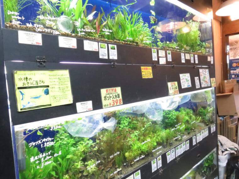 アクアフィールド