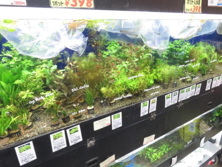 アクアフィールド