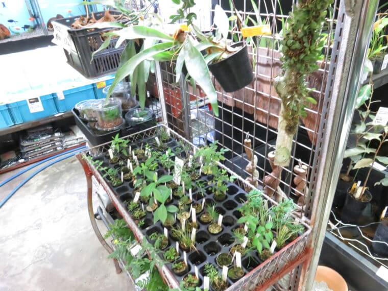 アクアフィールド