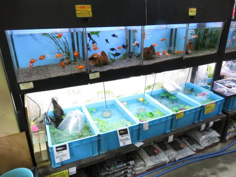 アクアフィールド