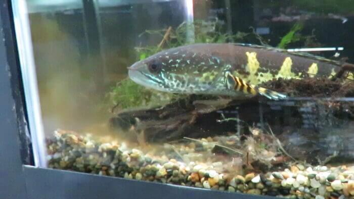 アクアフィールド