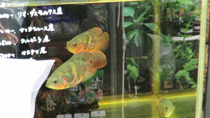 アクアフィールド