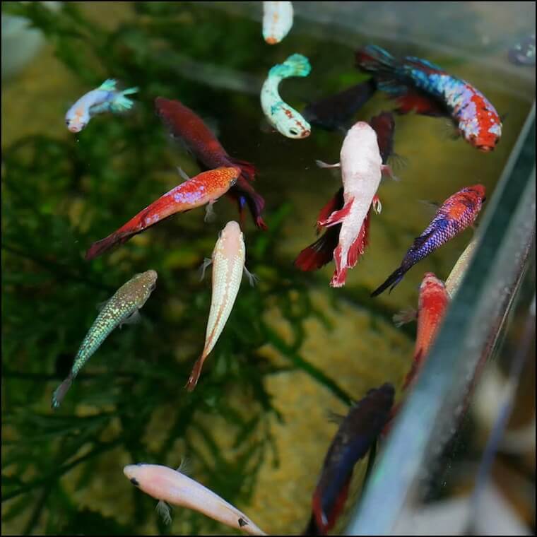 ベタ・ドラマチック