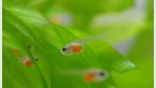 ベタ・ドラマチック