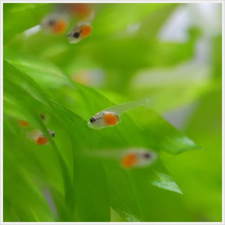 ベタ・ドラマチック