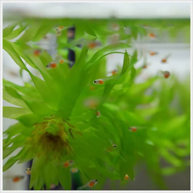 ベタ・ドラマチック