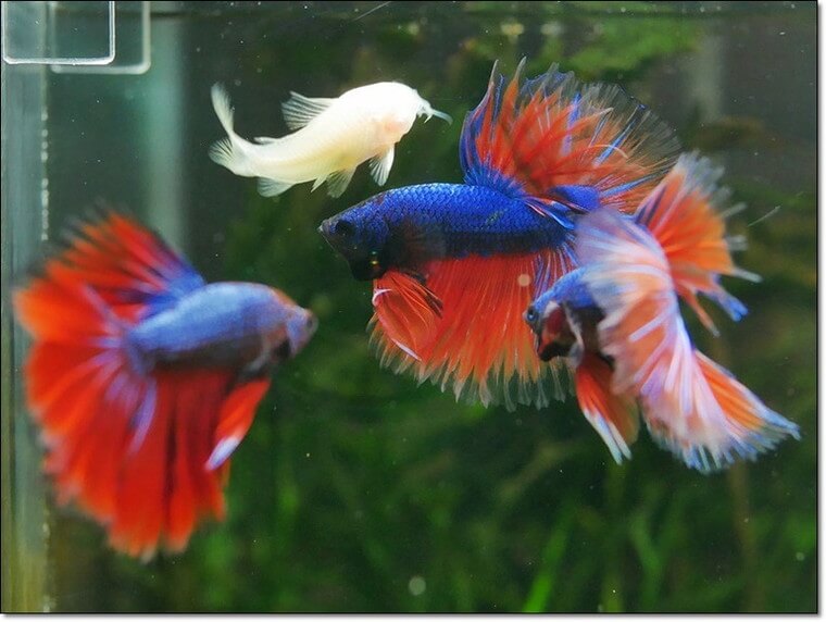 ベタ・ドラマチック