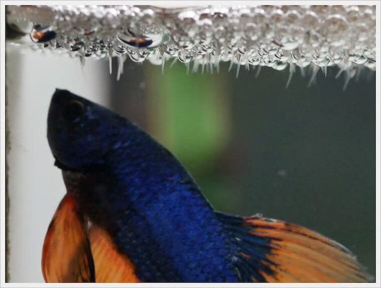 ベタ・ドラマチック