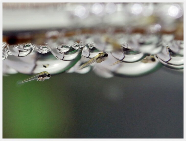 ベタ・ドラマチック