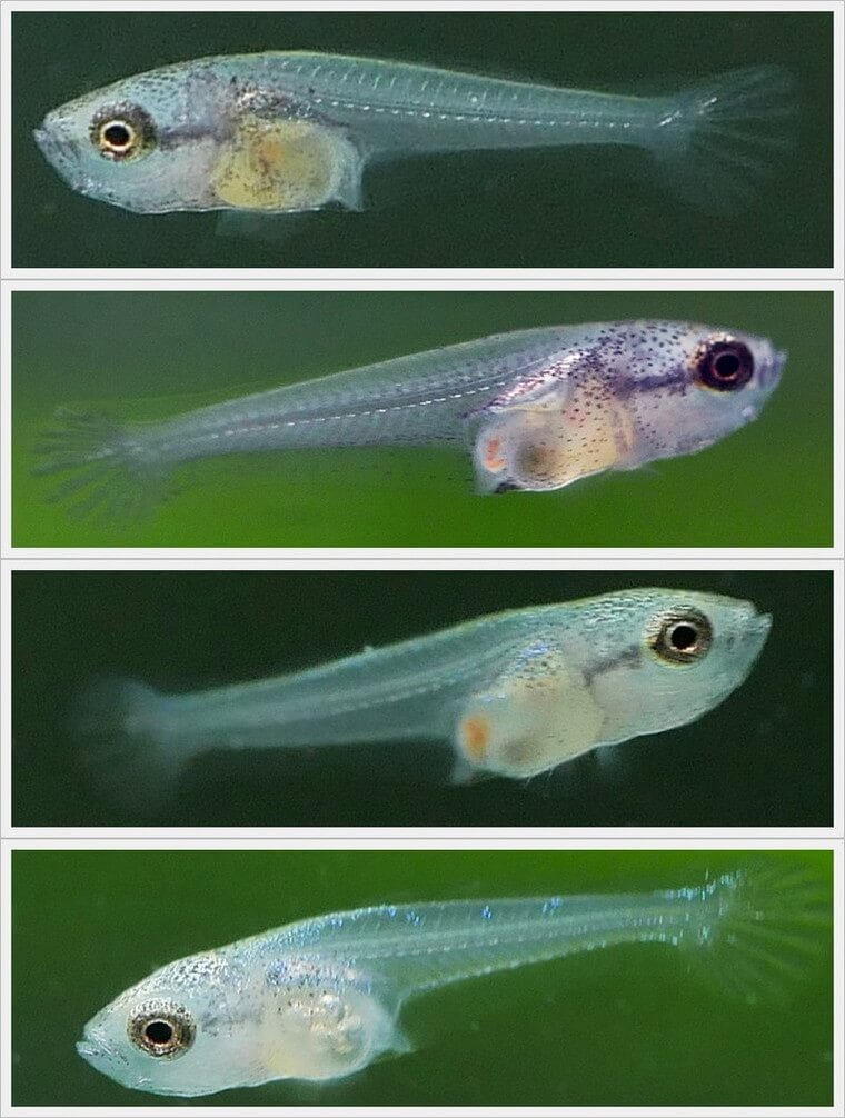 ベタ・ドラマチック