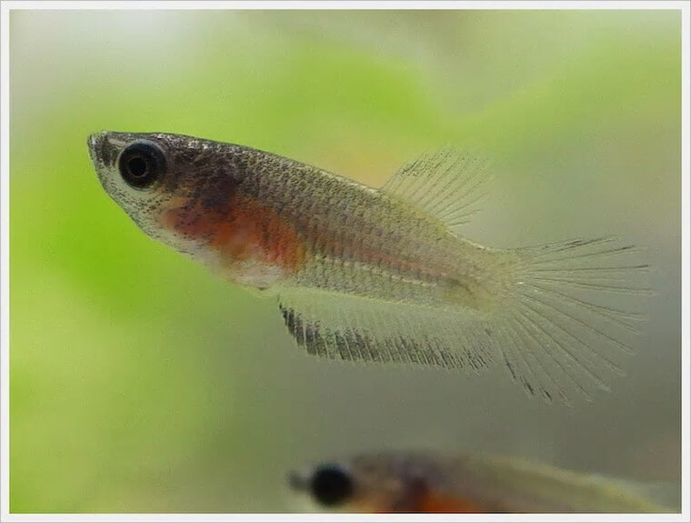 ベタ・ドラマチック