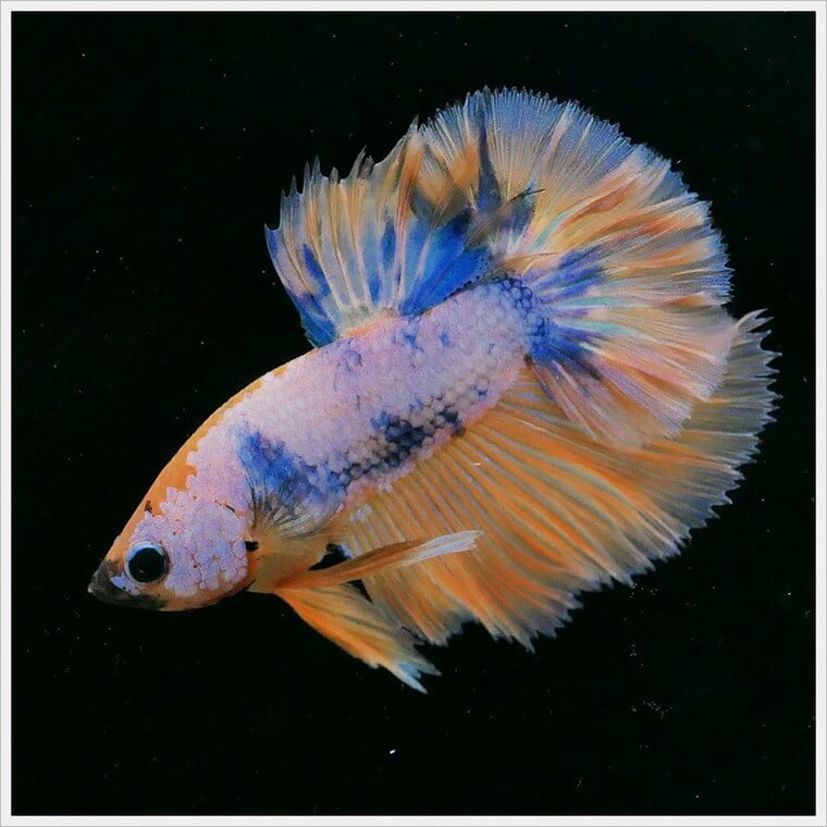 ベタ・ドラマチック