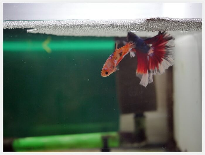 ベタ・ドラマチック