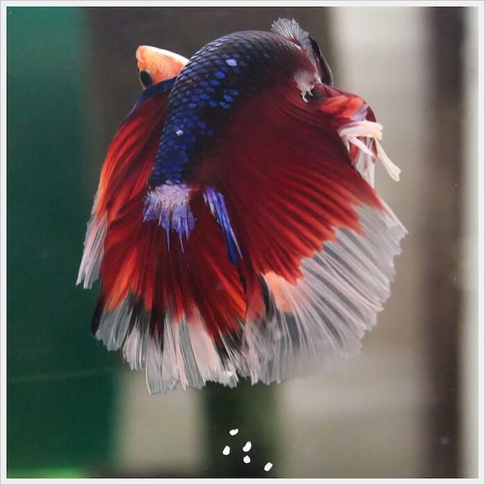 ベタ・ドラマチック