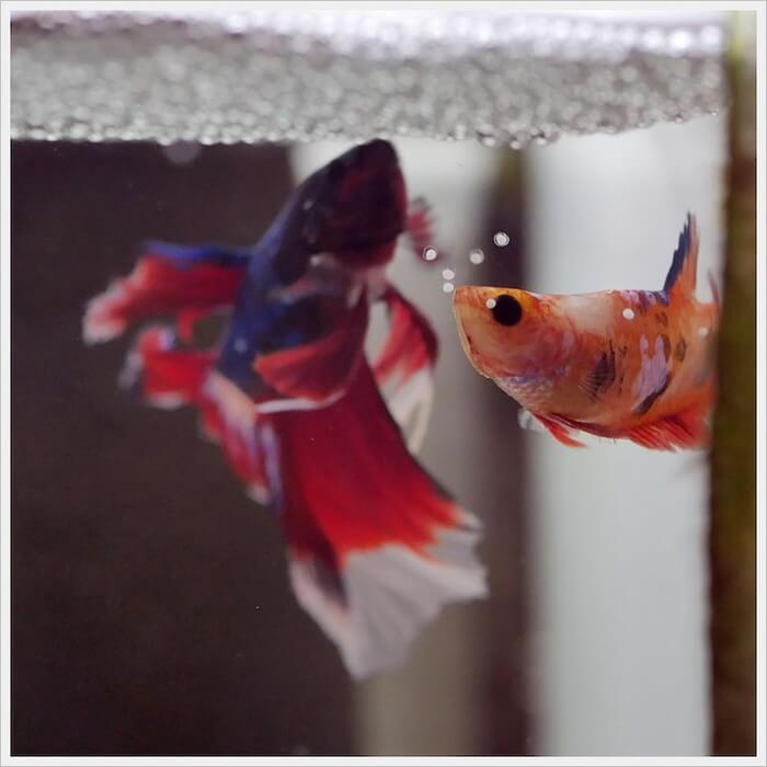 ベタ・ドラマチック