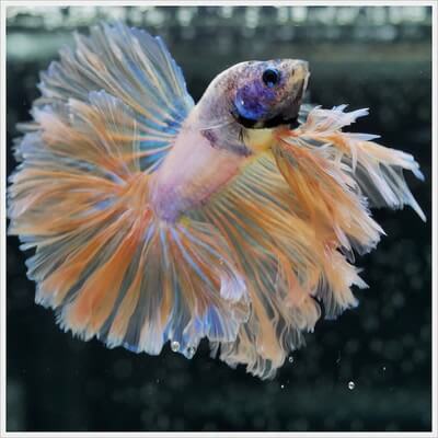 ベタ・ドラマチック