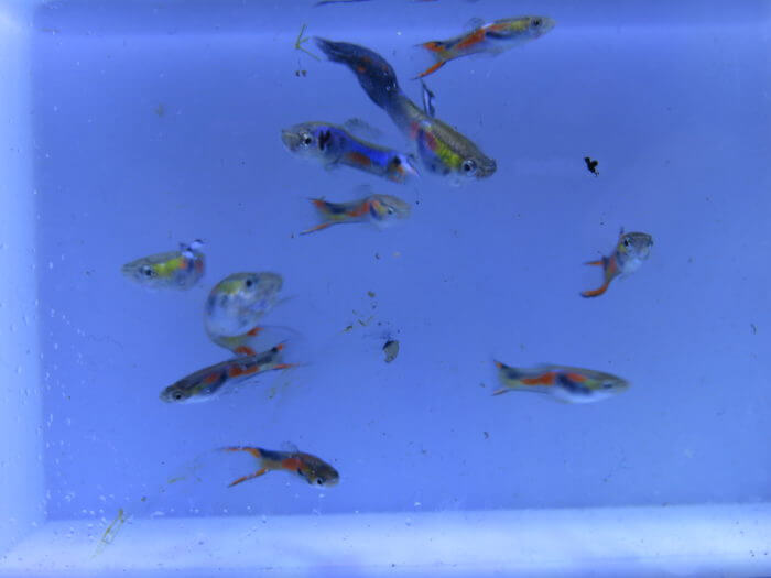 エンドラーズグッピー