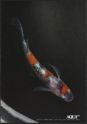 月刊アクアライフ2020年05月号「輝くメダカの春に」