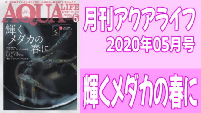 月刊アクアライフ2020年05月号「輝くメダカの春に」